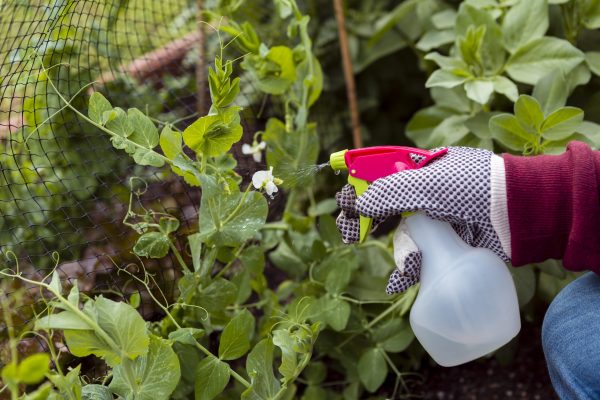 close-up-man-with-gardening-gloves-spraying-plants